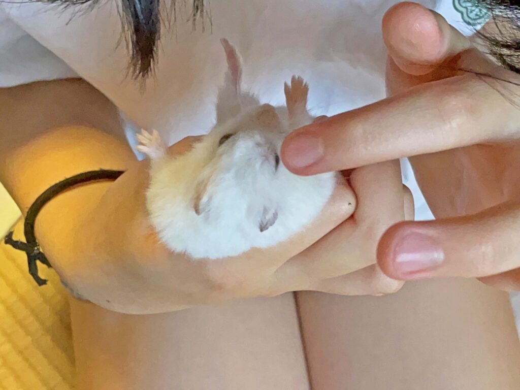 ハム公🐹（仮名）観察日記330：ハム公🐹(仮名)今日の塗薬