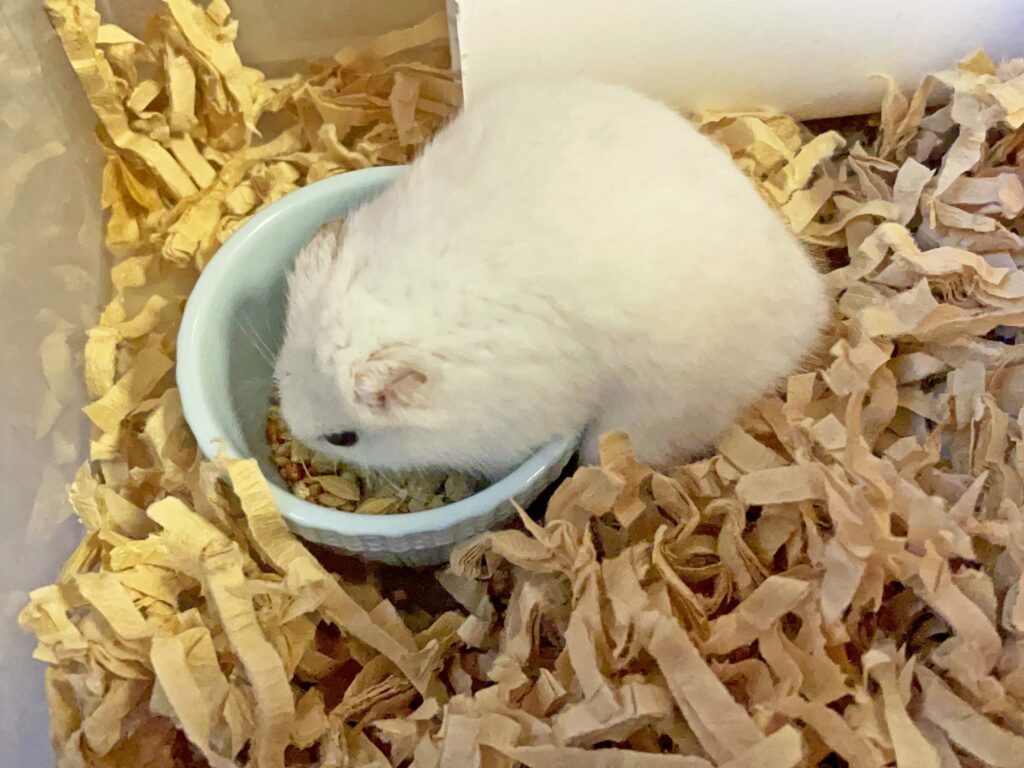 ハム公🐹（仮名）観察日記331：ハム公🐹(仮名)今日のエサやり