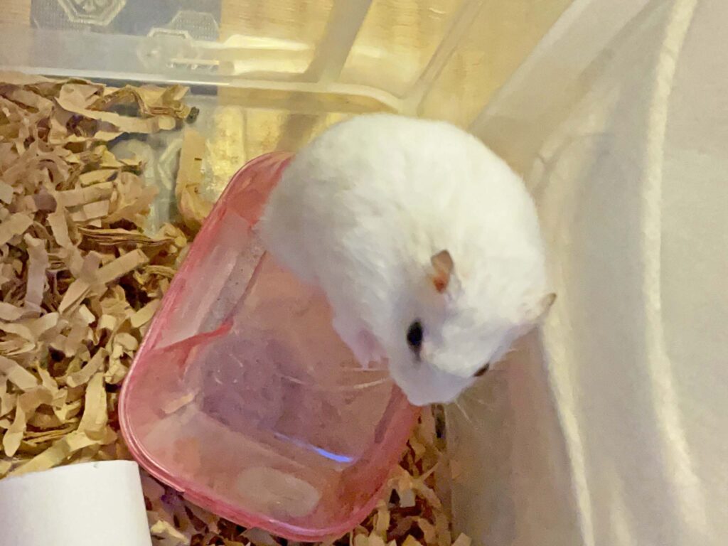 ハム公🐹（仮名）観察日記334：ハム公🐹今日は起きてます😳