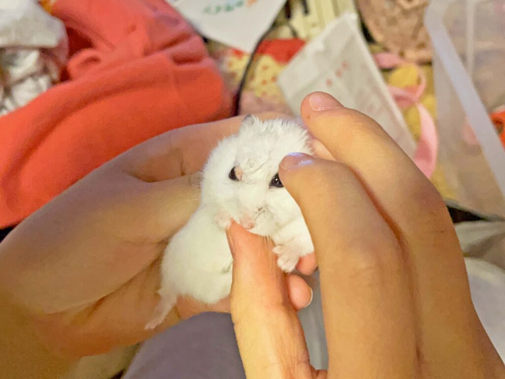 ハム公🐹（仮名）観察日記336：なんとか塗れた！🐹