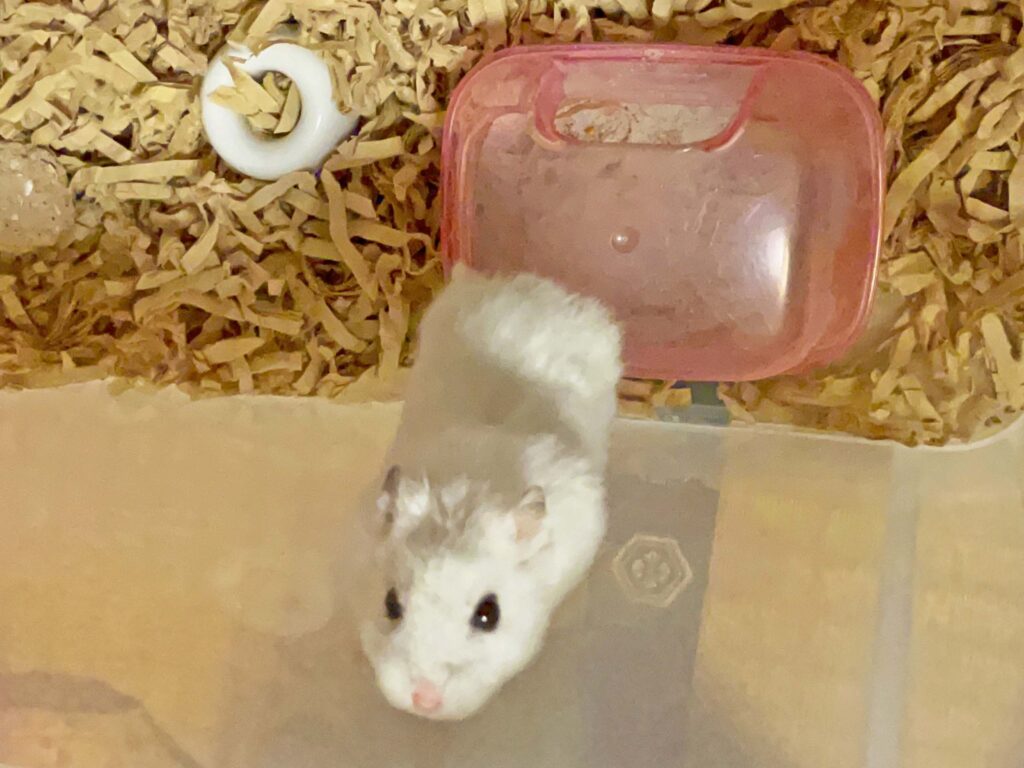 ハム公🐹（仮名）観察日記337：今日のハム公🐹(仮名)