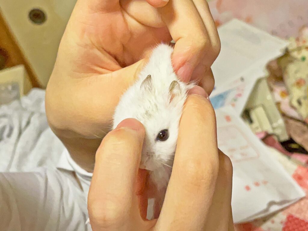 ハム公🐹（仮名）観察日記339：今日の塗薬②
