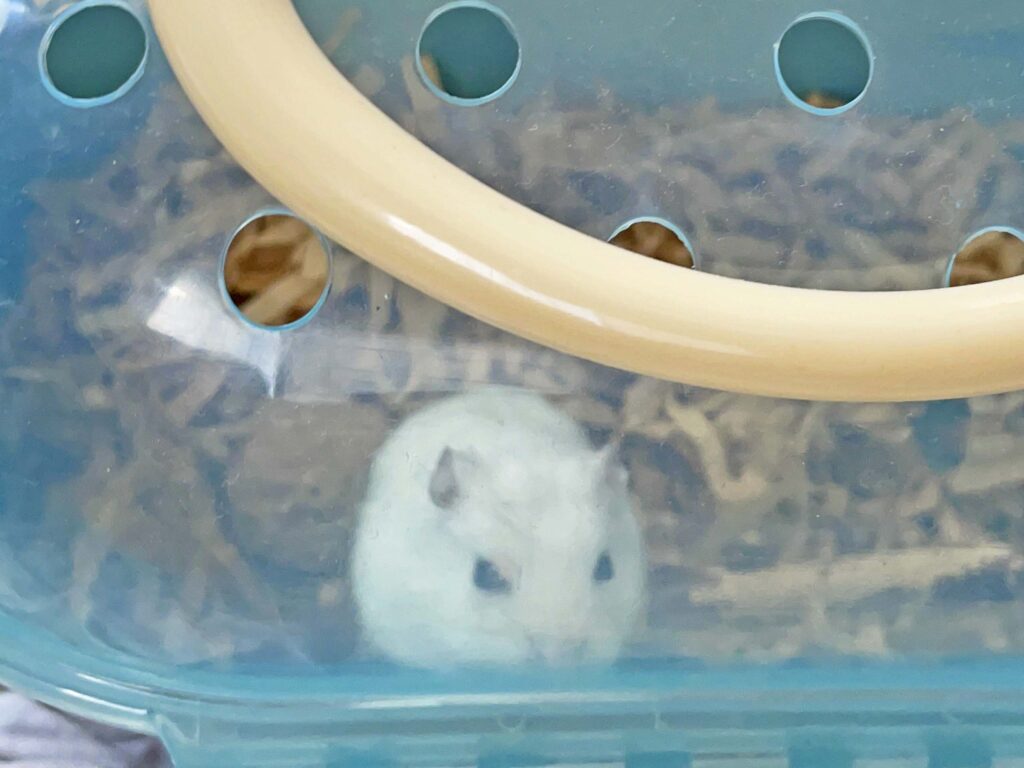 ハム公🐹（仮名）観察日記340：ケージ掃除🧹でペットキャリーへ