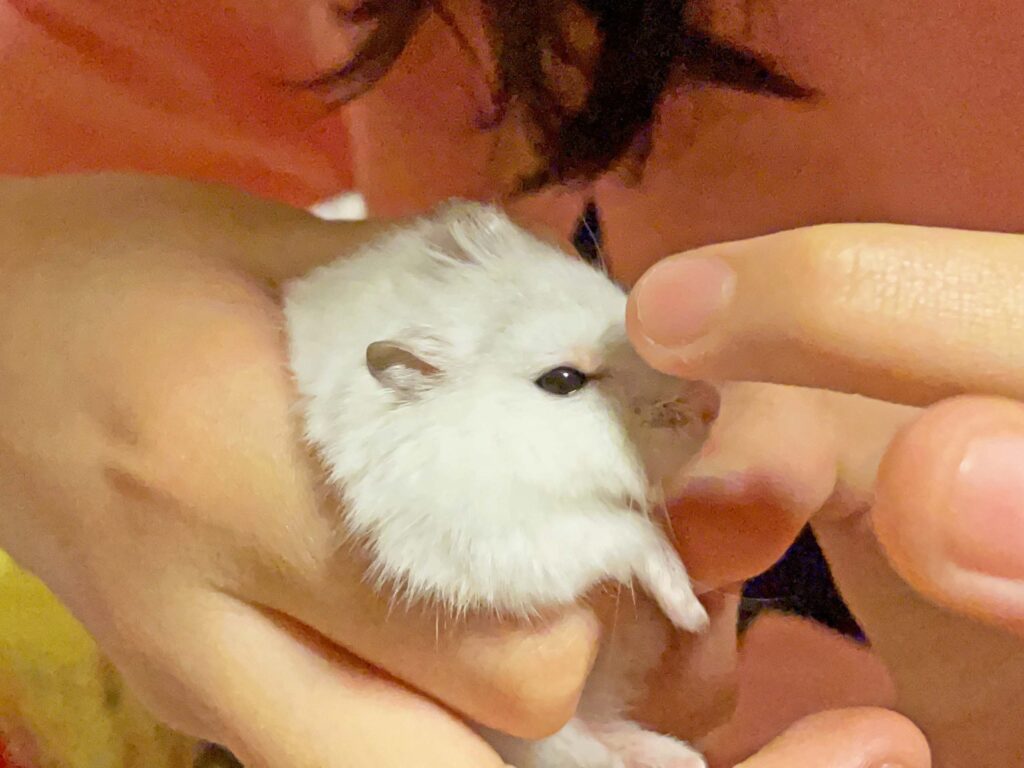 ハム公🐹（仮名）観察日記342：ハム公🐹（仮名）今日の塗薬