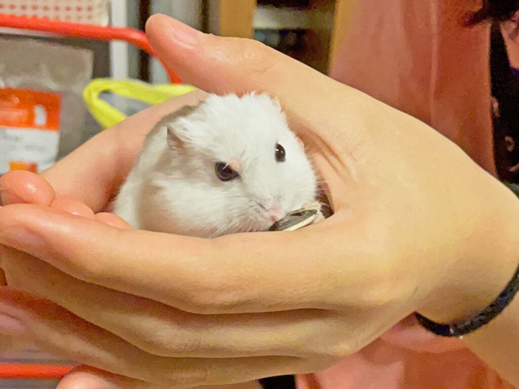 ハム公🐹（仮名）観察日記343：手乗りでヒマワリ🌻のタネ