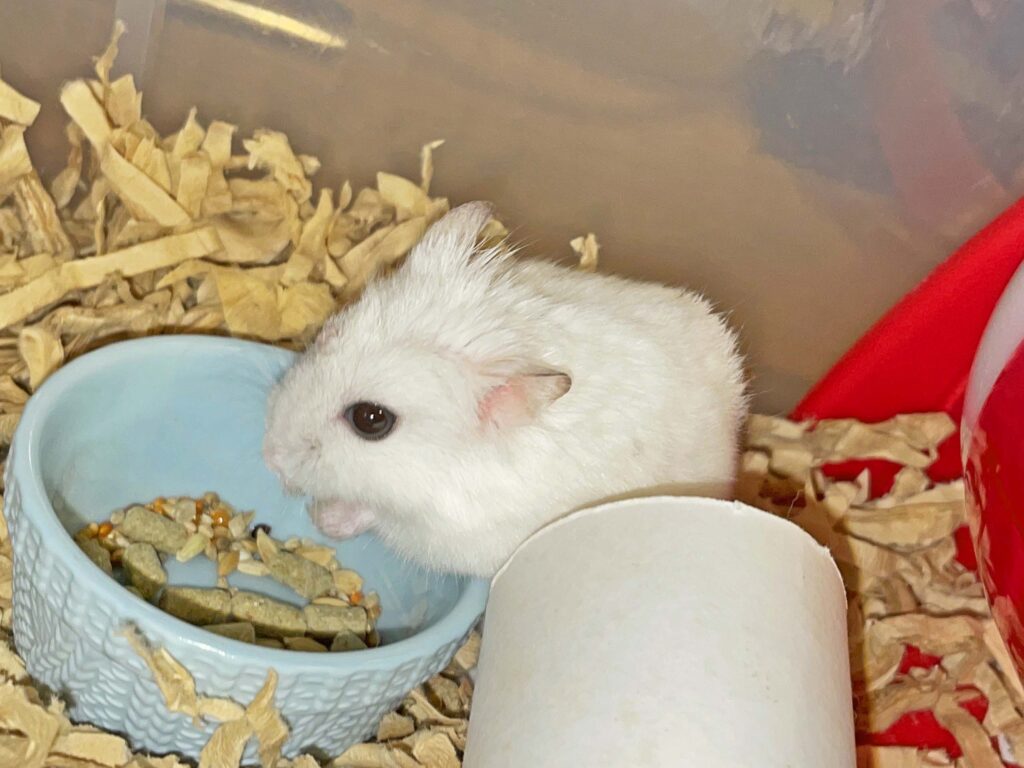 ハム公🐹（仮名）観察日記344：ハム公🐹(仮名)今日のエサやり