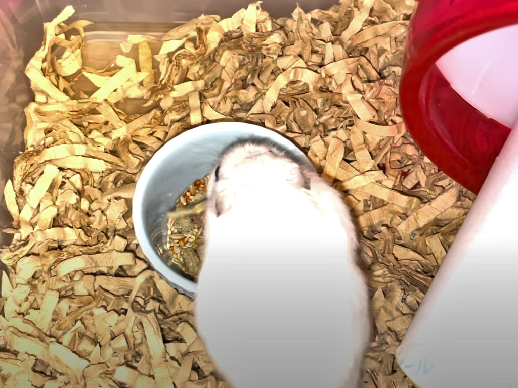 ハム公🐹（仮名）観察日記377：ハム公🐹(仮名)ニボシ🐟を見失う