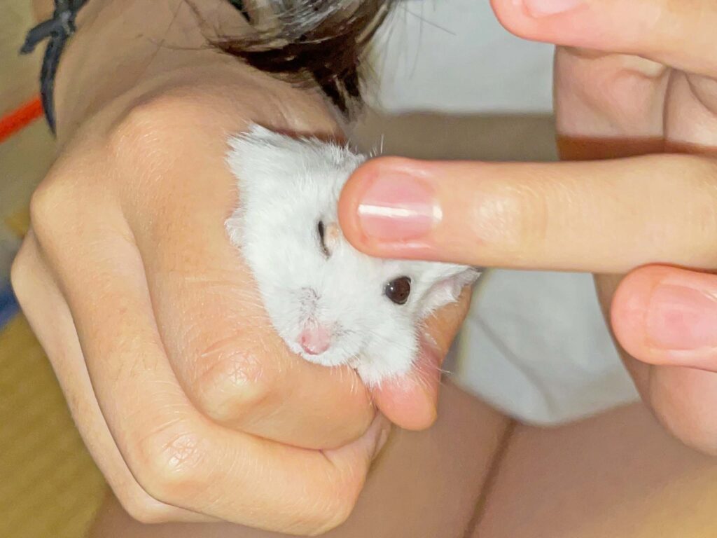 ハム公🐹（仮名）観察日記367：ハム公🐹(仮名)今日の塗薬