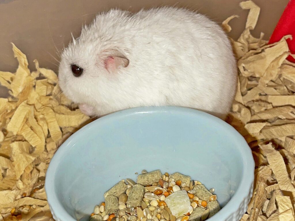 ハム公🐹（仮名）観察日記369：ハム公🐹(仮名)今日のエサやり