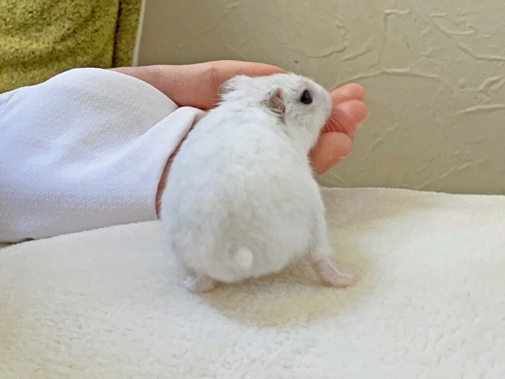 ハム公🐹（仮名）観察日記370：ハム公🐹(仮名)今日の部屋んぽ