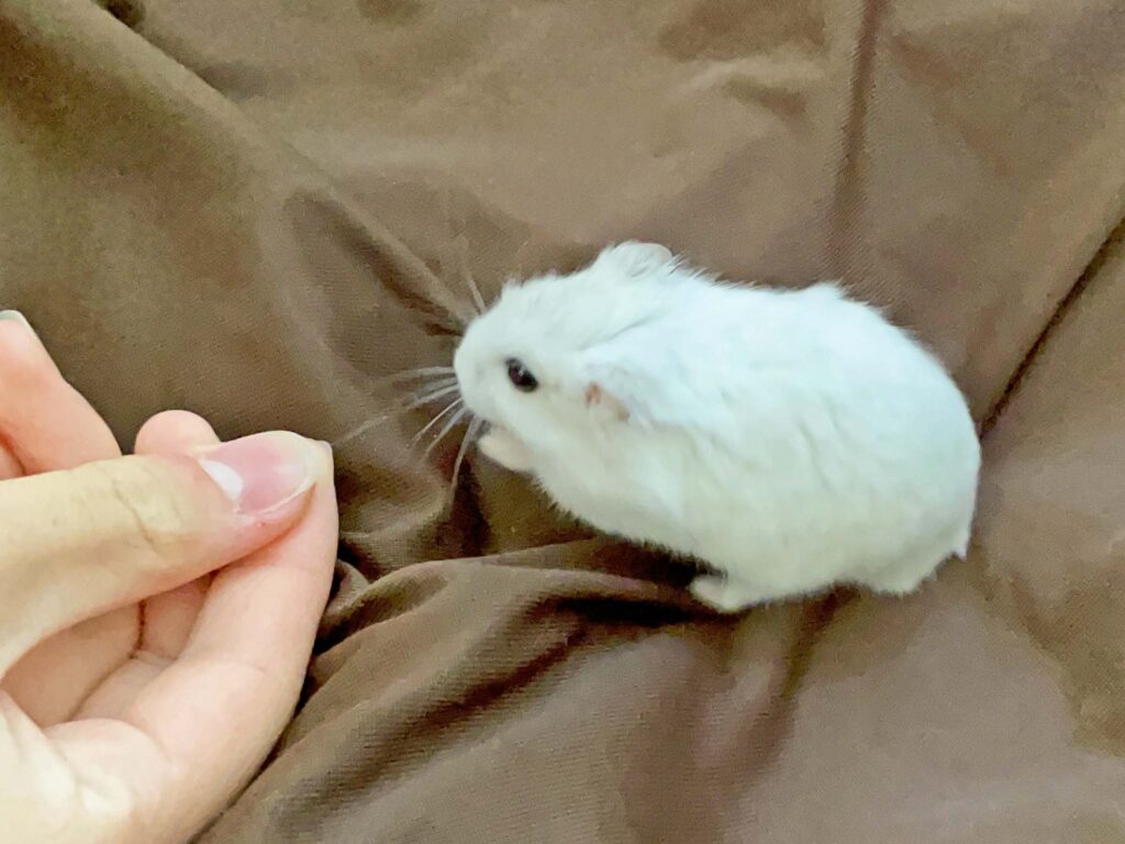 ハム公🐹（仮名）観察日記371：部屋んぽ中にヒマタネ🌻