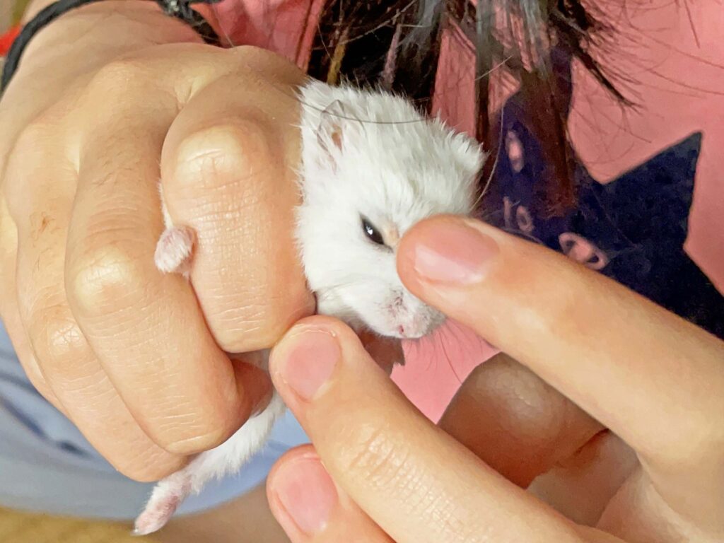 ハム公🐹（仮名）観察日記372：ハム公🐹(仮名)今日の塗薬
