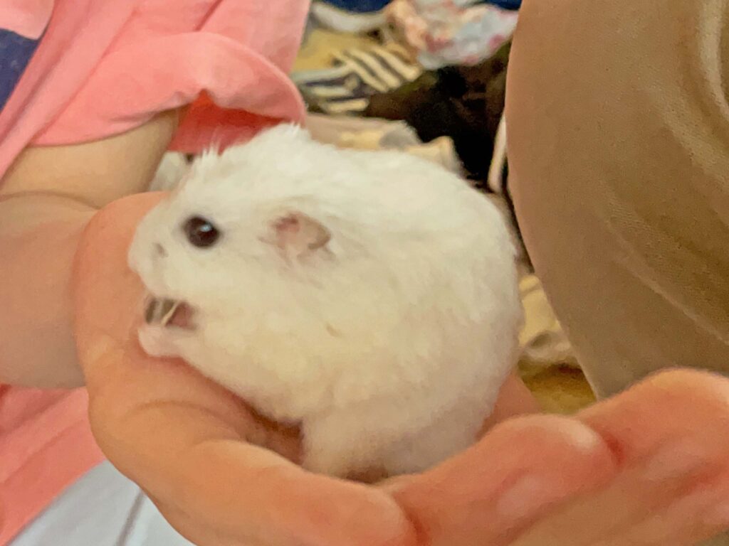 ハム公🐹（仮名）観察日記373：ハム公🐹(仮名)今日のご褒美