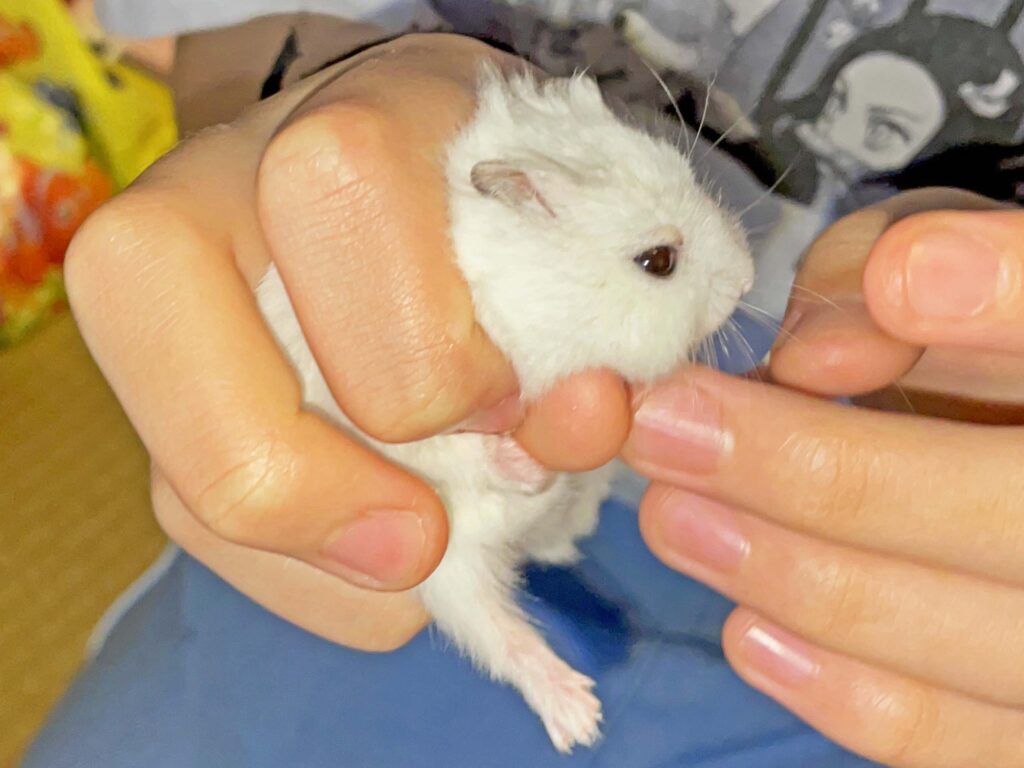 ハム公🐹（仮名）観察日記375：ハム公🐹(仮名)今日の塗薬