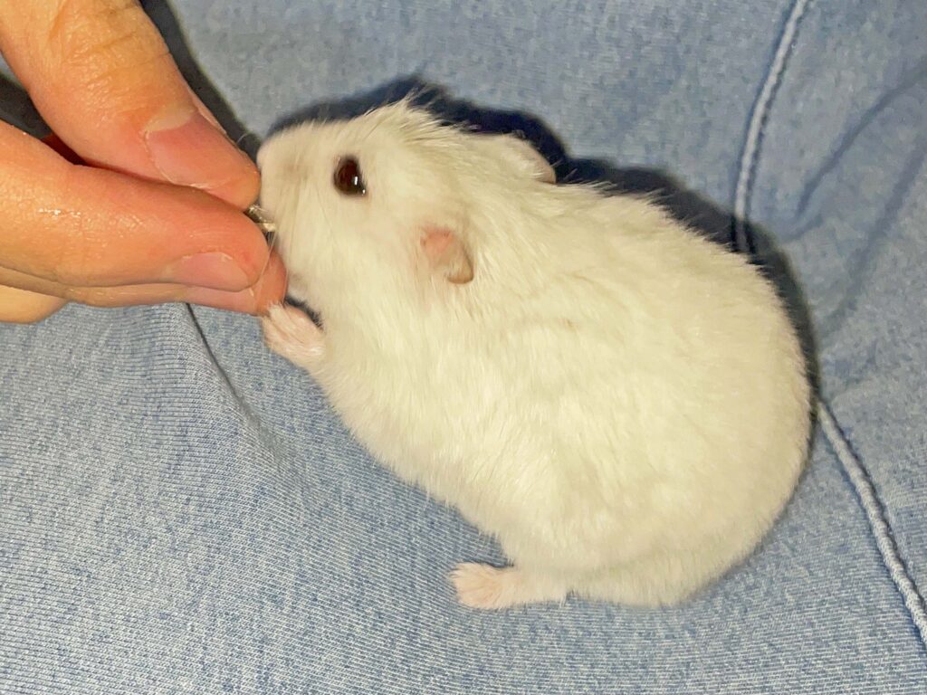ハム公🐹（仮名）観察日記376：ハム公🐹(仮名)今日のご褒美
