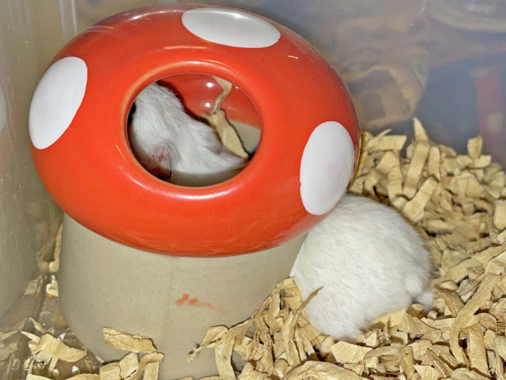 ハム公🐹（仮名）観察日記378：ハム公🐹(仮名)キノコ🍄のお家