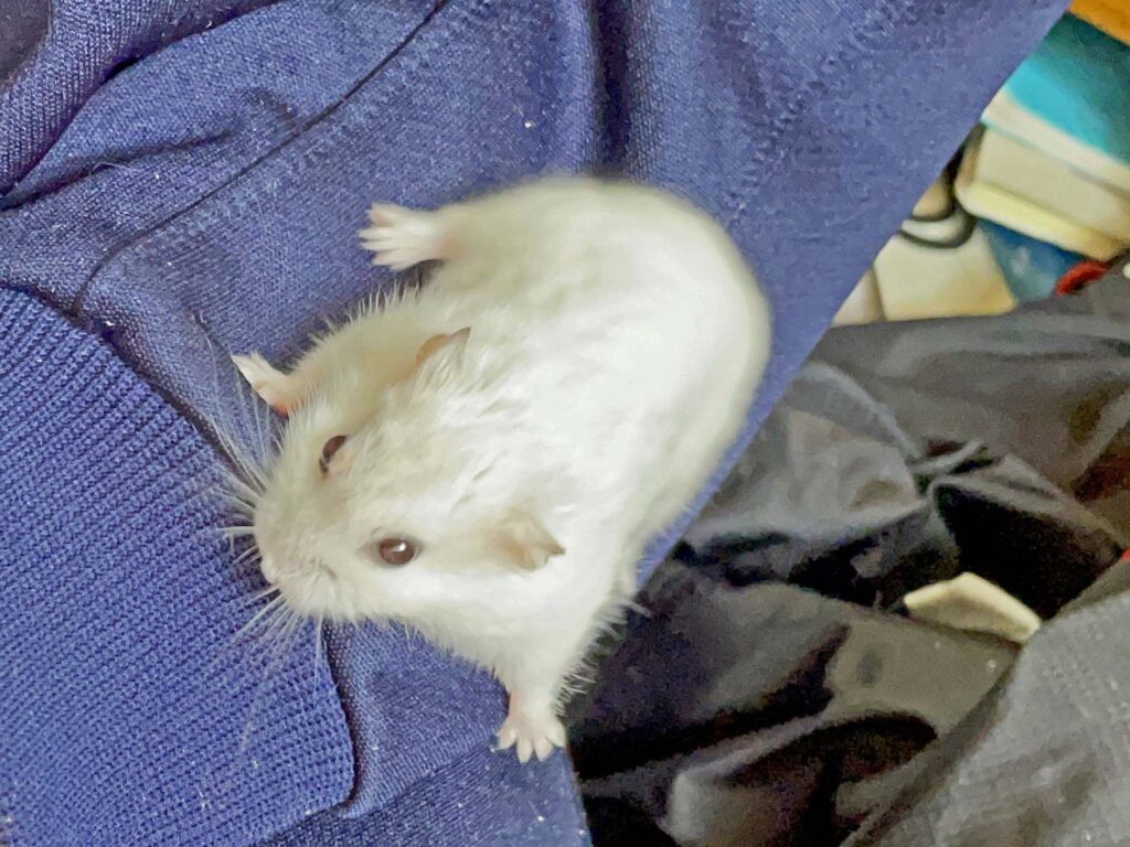 ハム公🐹（仮名）観察日記382：ハム公🐹(仮名)今日のご褒美