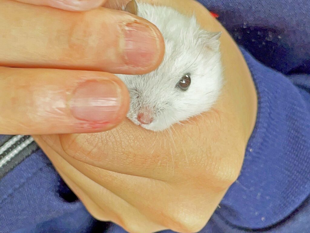 ハム公🐹（仮名）観察日記381：ハム公🐹(仮名)今日の塗薬