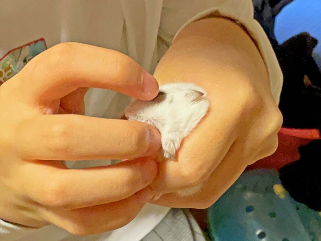 ハム公🐹（仮名）観察日記387：ハム公🐹(仮名)今日の塗薬