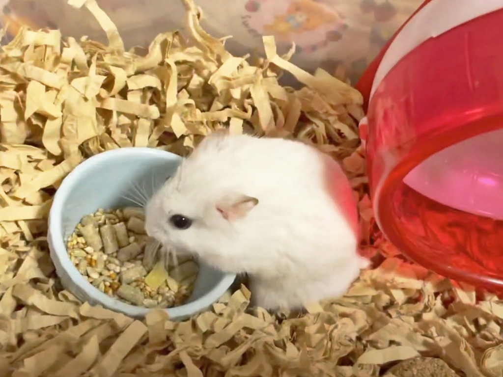 ハム公🐹（仮名）観察日記394：ハム公🐹(仮名)今日のエサやり