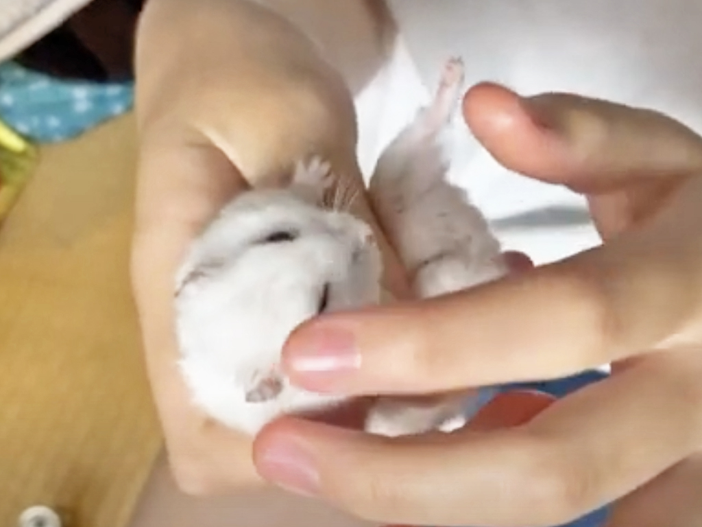 ハム公🐹（仮名）観察日記401：ハム公🐹(仮名)今日の塗薬