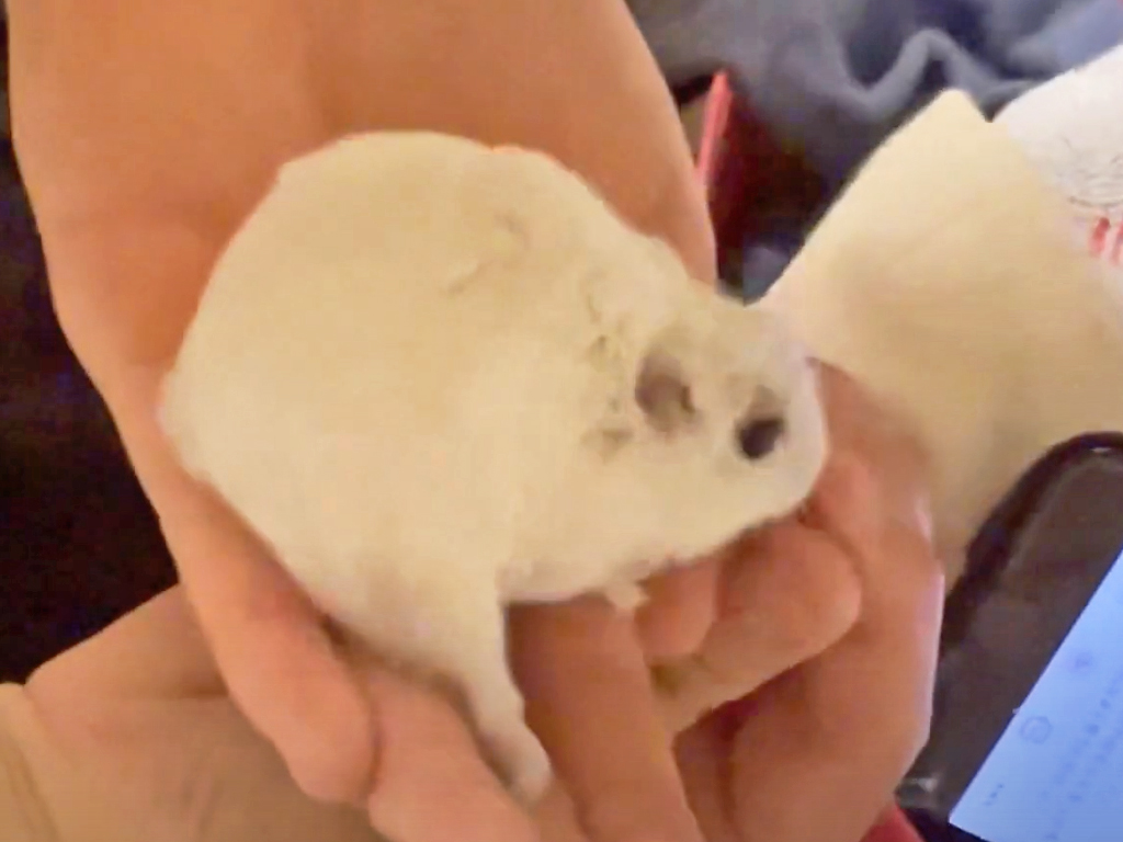 ハム公🐹（仮名）観察日記413：ハム公🐹(仮名)今日のご褒美とエサやり
