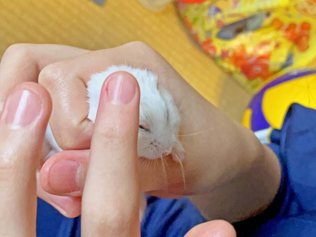 ハム公🐹（仮名）観察日記383：ハム公🐹(仮名)今日の塗薬
