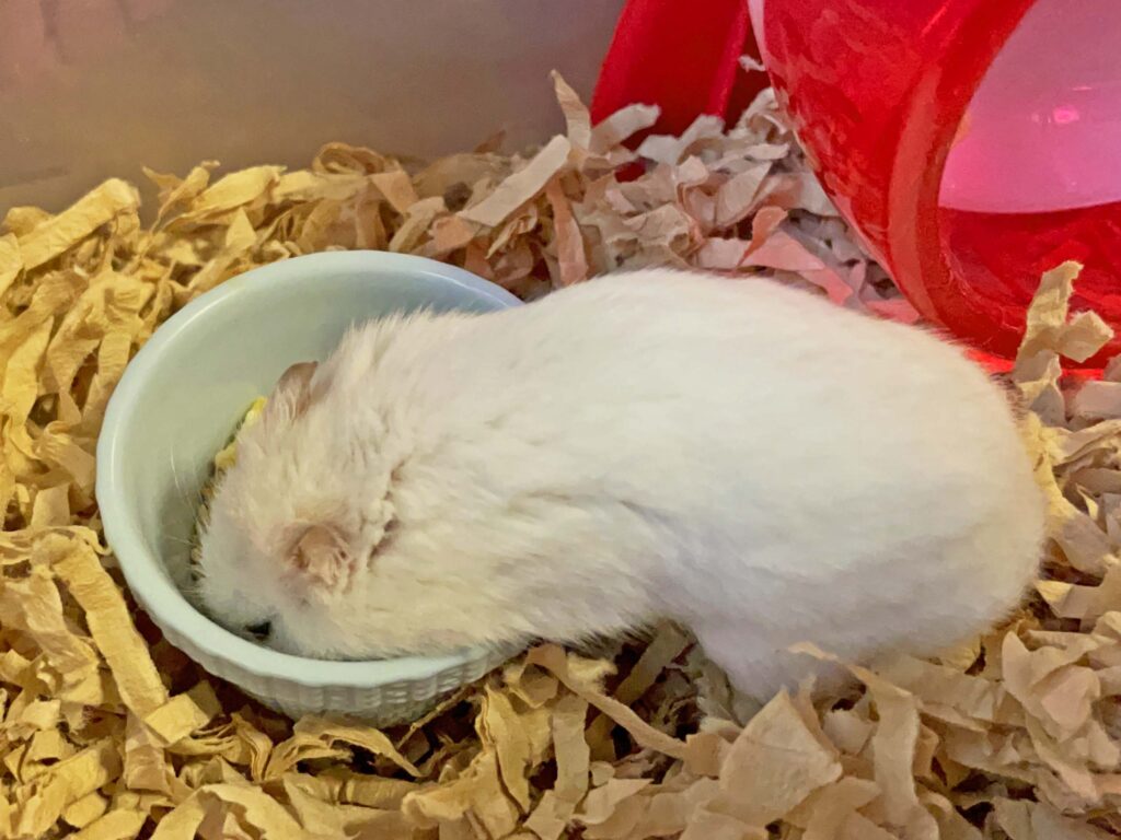 ハム公🐹（仮名）観察日記386：ハム公🐹(仮名)今日のエサやり