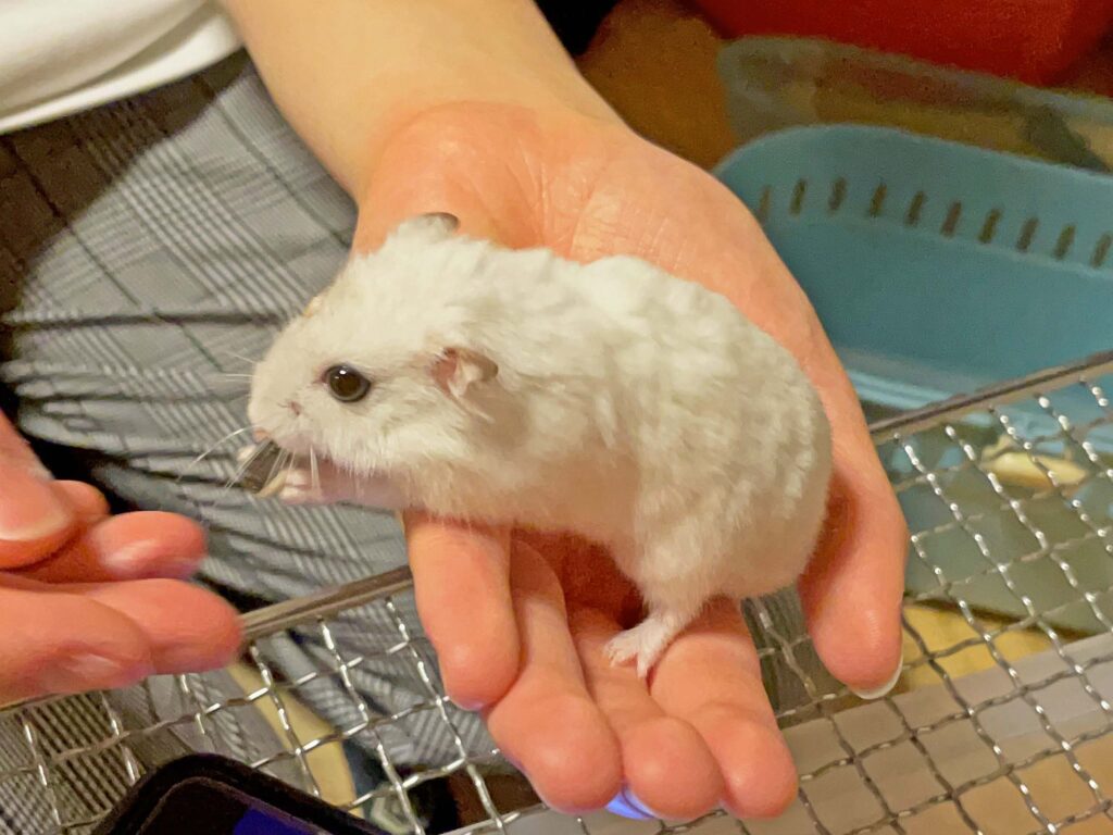 ハム公🐹（仮名）観察日記391：ハム公🐹(仮名)今日のご褒美