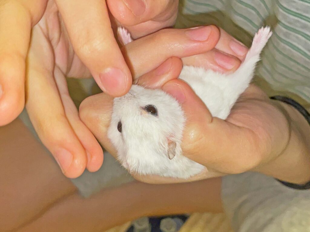 ハム公🐹（仮名）観察日記392：ハム公🐹(仮名)今日の塗薬