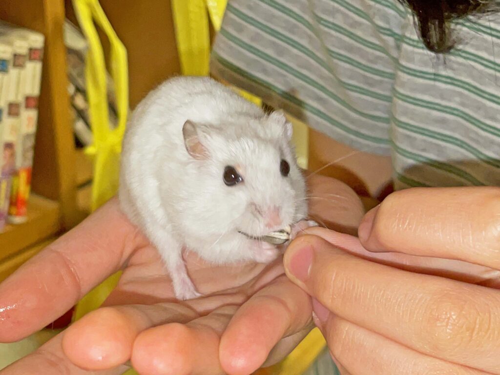 ハム公🐹（仮名）観察日記393：ハム公🐹(仮名)今日のご褒美