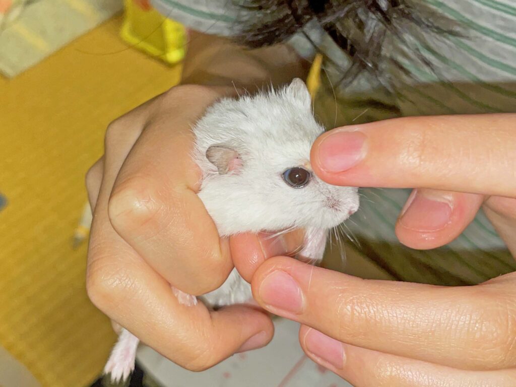 ハム公🐹（仮名）観察日記395：ハム公🐹(仮名)今日の塗薬