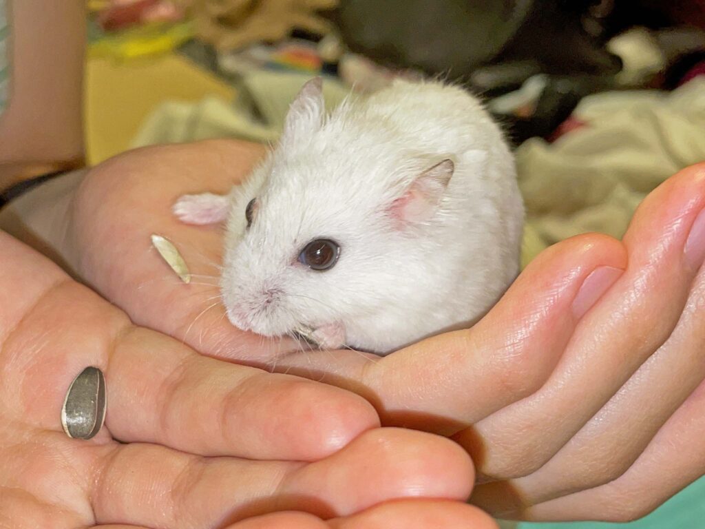 ハム公🐹（仮名）観察日記396：ハム公🐹(仮名)今日のご褒美