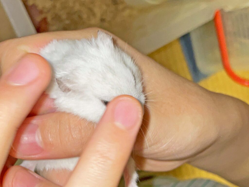 ハム公🐹（仮名）観察日記398：ハム公🐹(仮名)今日の塗薬