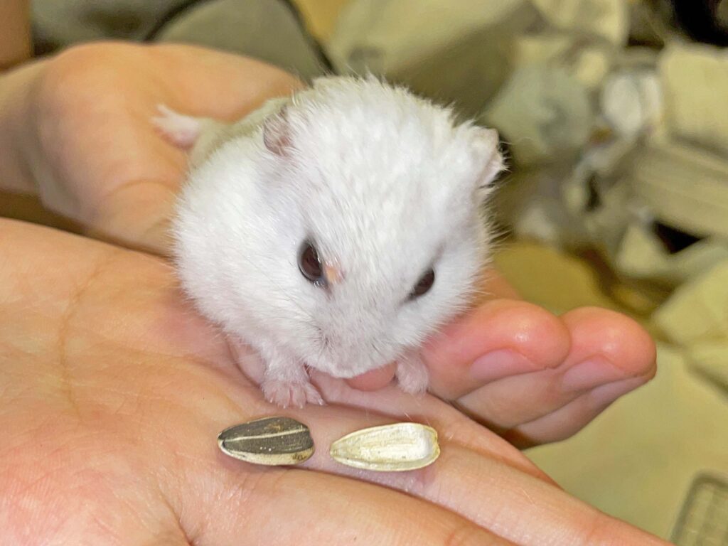 ハム公🐹（仮名）観察日記399：ハム公🐹(仮名)今日のご褒美