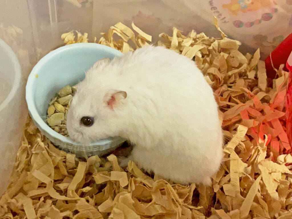 ハム公🐹（仮名）観察日記400：ハム公🐹(仮名)今日のエサやり