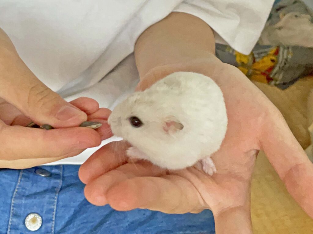 ハム公🐹（仮名）観察日記402：ハム公🐹(仮名)今日のご褒美