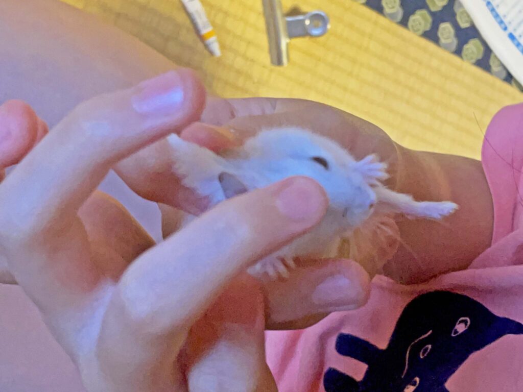 ハム公🐹（仮名）観察日記406：ハム公🐹(仮名)今日の塗薬