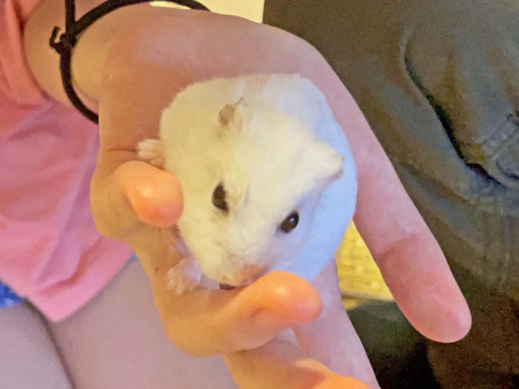 ハム公🐹（仮名）観察日記407：ハム公🐹（仮名）今日のご褒美