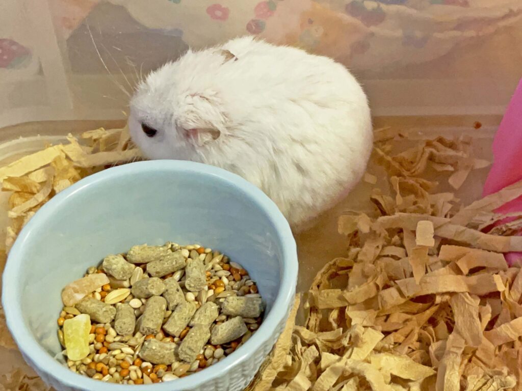 ハム公🐹（仮名）観察日記408：ハム公🐹（仮名)今日のエサやり