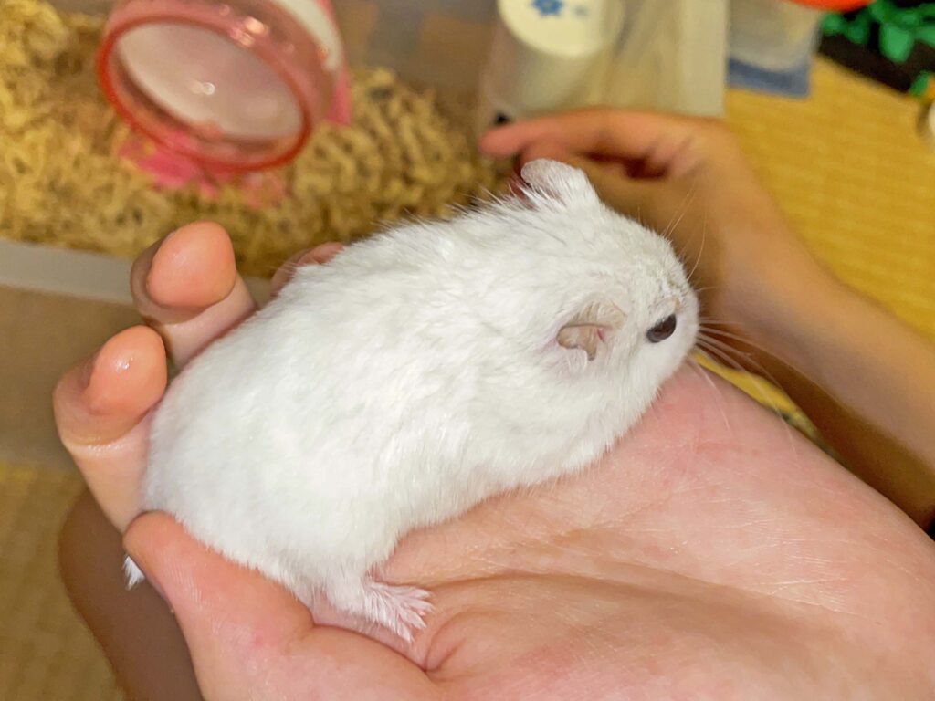ハム公🐹（仮名）観察日記410：ハム公🐹(仮名)今日のご褒美
