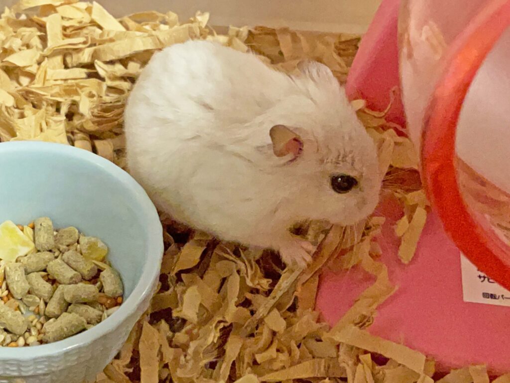 ハム公🐹（仮名）観察日記411：ハム公🐹(仮名)今日のエサやり