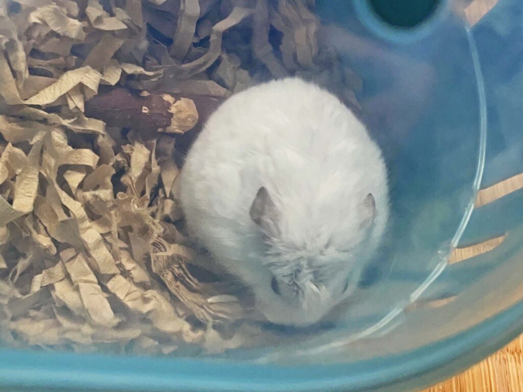 ハム公🐹（仮名）観察日記414：ハム公🐹(仮名)ケージ掃除🧹でペットキャリー