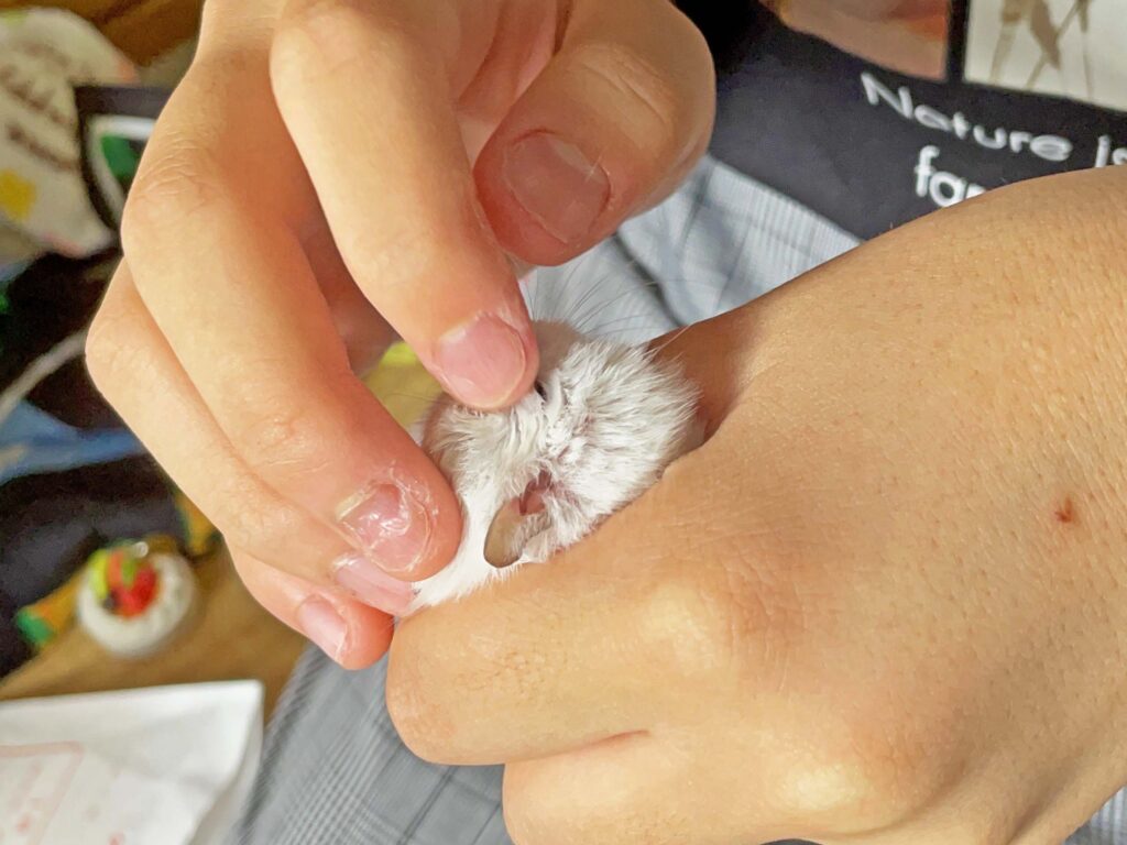 ハム公🐹（仮名）観察日記415：ハム公🐹(仮名)今日の塗薬