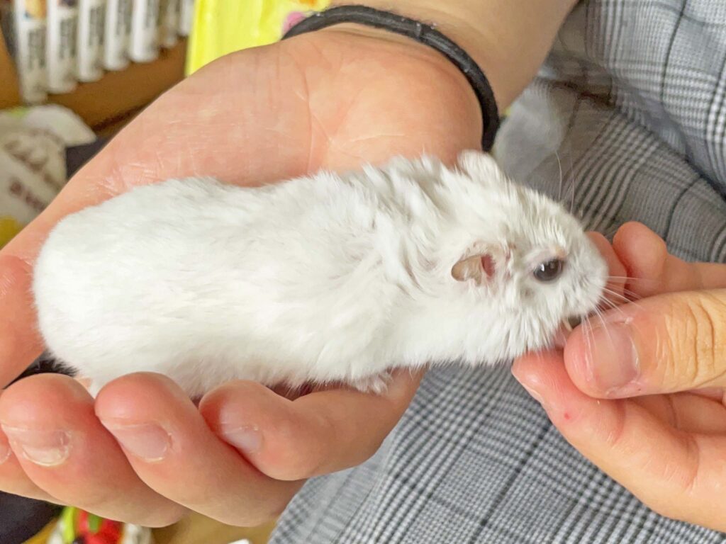 ハム公🐹（仮名）観察日記416：ハム公🐹(仮名)今日のご褒美