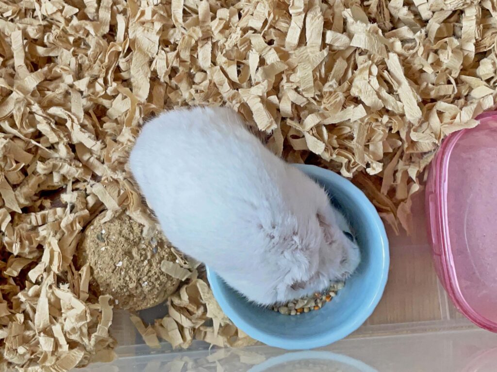 ハム公🐹（仮名）観察日記417：ハム公🐹(仮名)ケージに戻ってエサやり