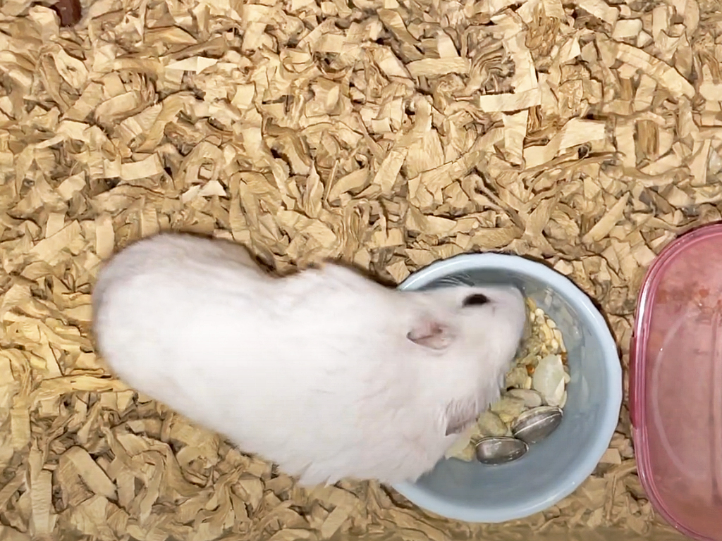 ハム公🐹（仮名）観察日記432：ハム公🐹(仮名)コーン🌽で満足してエサをスルーする
