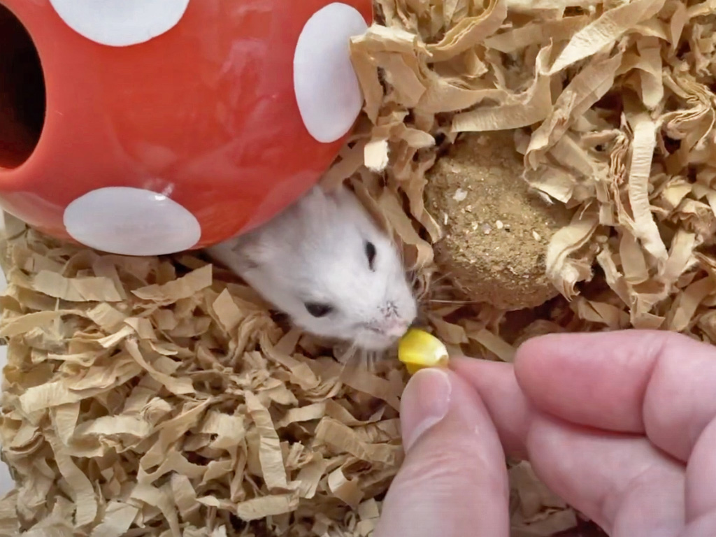 ハム公🐹(仮名)観察日記433:起こしてごめんよハム公🐹(仮名)