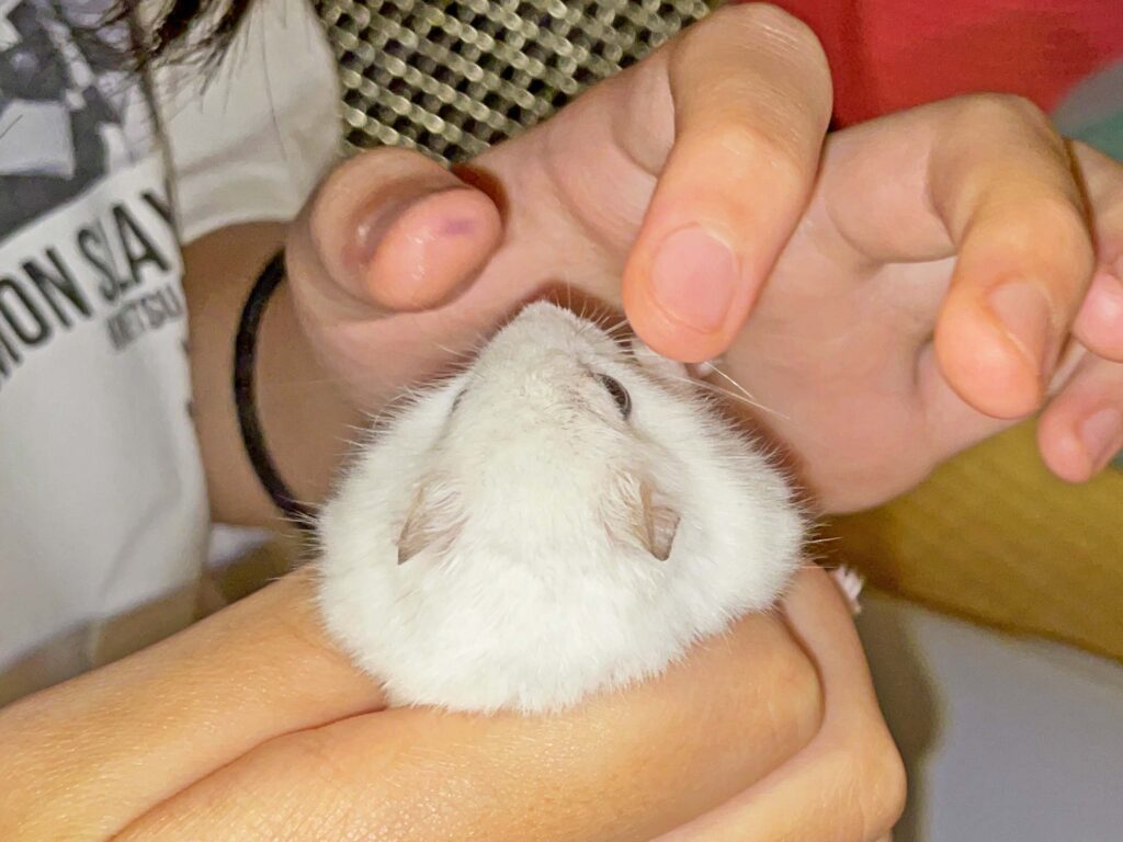 ハム公🐹（仮名）観察日記418：ハム公🐹(仮名)今日の塗薬