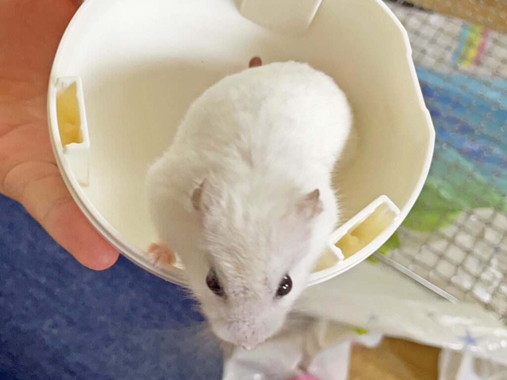 ハム公🐹（仮名）観察日記422：ハム公🐹(仮名)部屋んぽ中